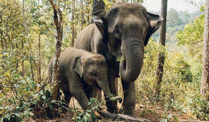 Elephant with baby, for article on elephant return to Uganda