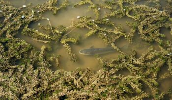 Fish in shallow water