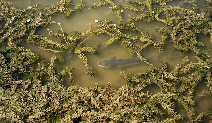 Fish in shallow water, for article on tidal gate removal