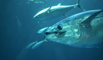 Tuna swimming, for article on tuna stock health, for article on tuna stock health