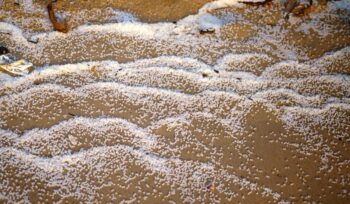 plastic pellets, aka nurdles, on a beach, for article on plastic pellet pollution law
