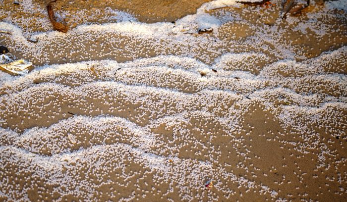 plastic pellets, aka nurdles, on a beach, for article on plastic pellet pollution law