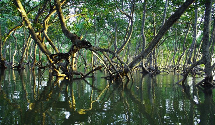 Mangroves, for article on mangrove recovery