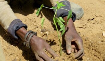 Planting a tree, for article on Tree for Life initiative