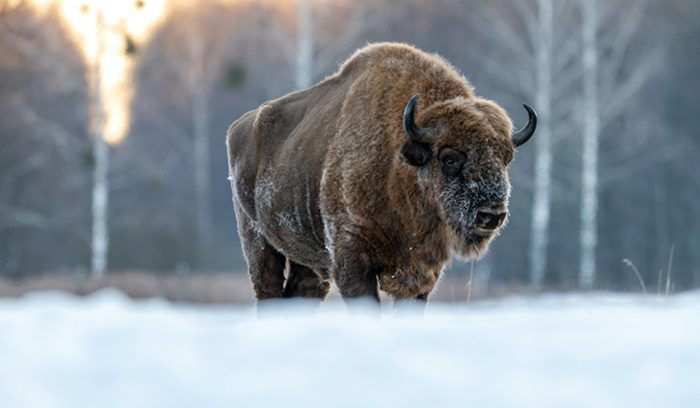 European bison in the snow, for article on European bison recovery