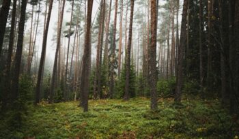 Forest, for article on Italy forest coverage, for article on Italian forest cover, for article on Italy forest cover