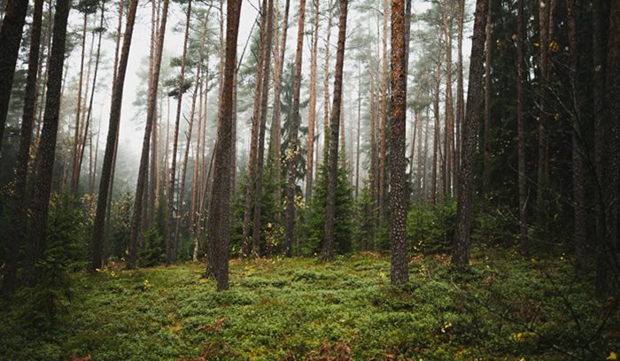 Forest, for article on Italy forest coverage, for article on Italian forest cover, for article on Italy forest cover